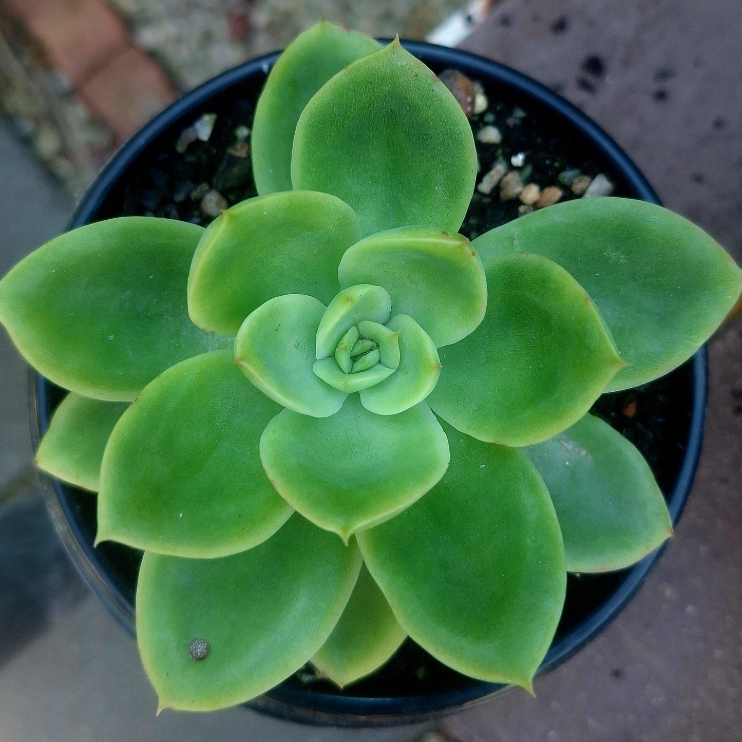Echeveria Golden Glo