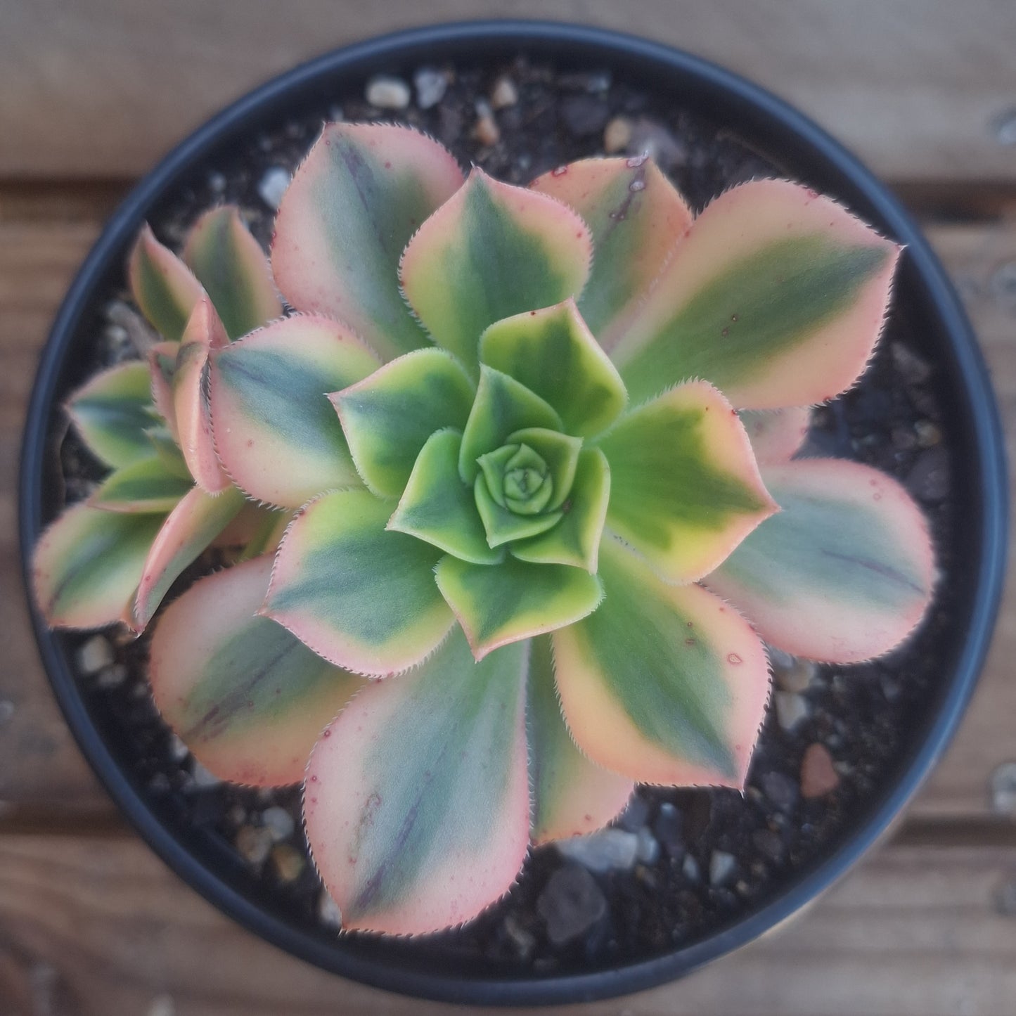 Aeonium Davidbramwelli Sunburst