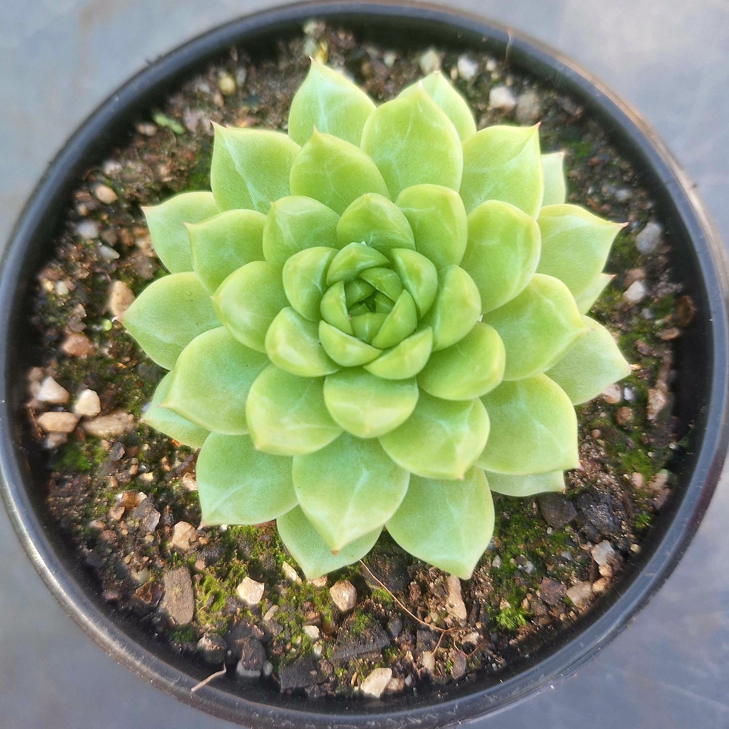 Echeveria Melgan