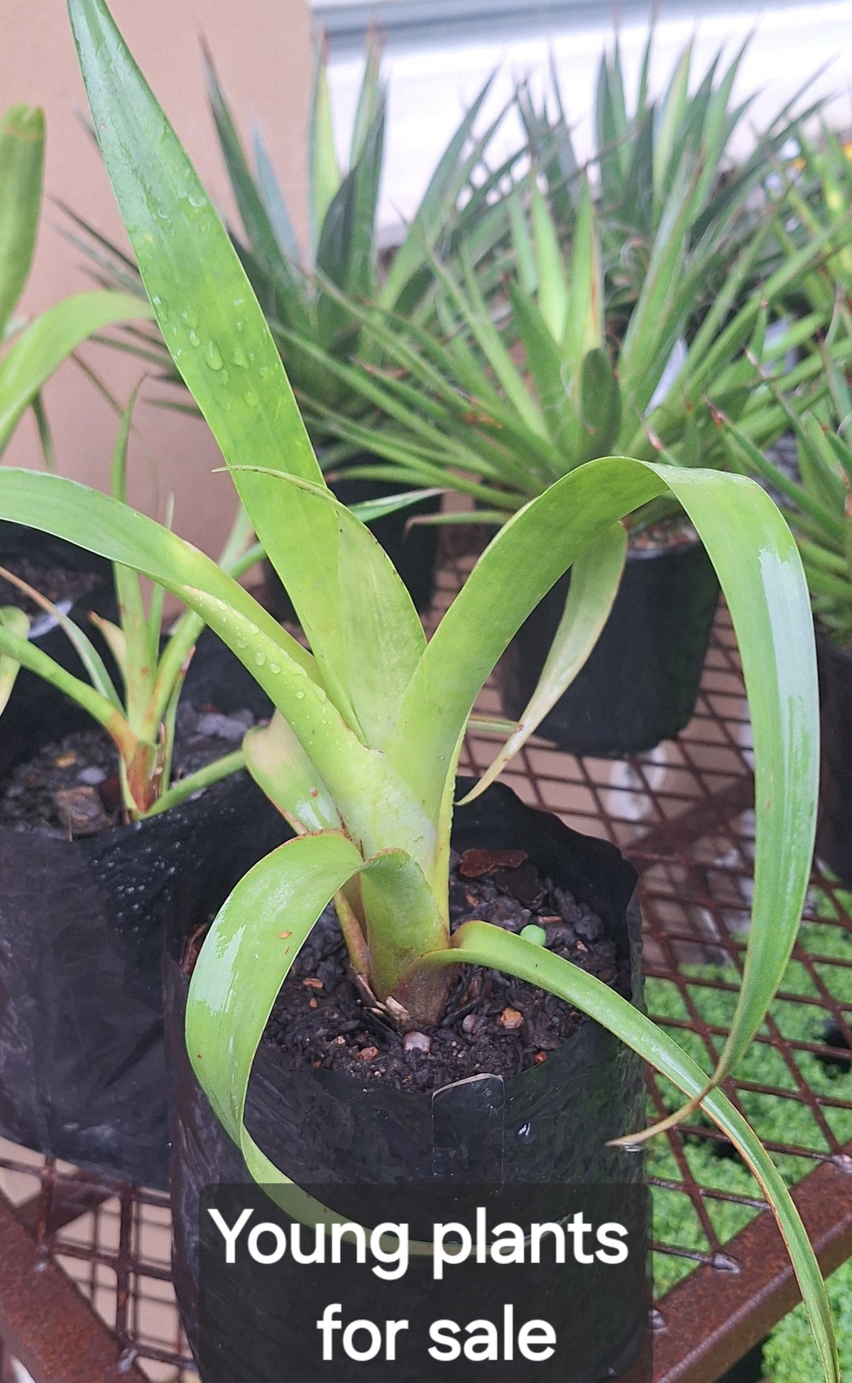 Young established Alcantarea glaziouana Giant Alcantarea Bromeliad plants for sale, available from Botanical at Nine
