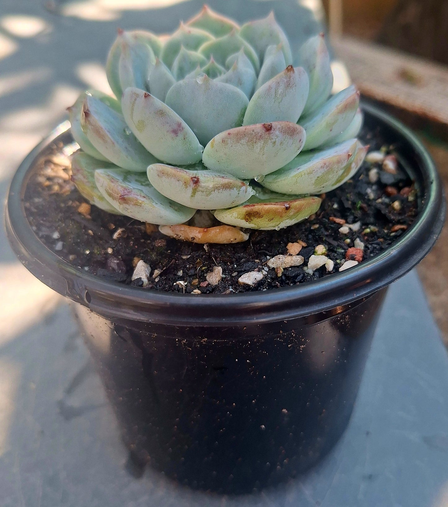 Echeveria Poseidon
