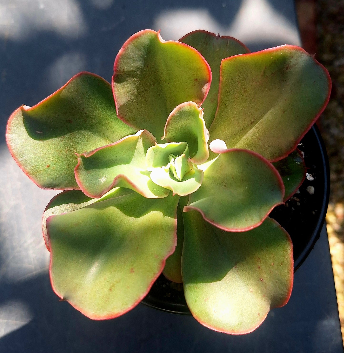 Echeveria Mingsong | Rare Collectors