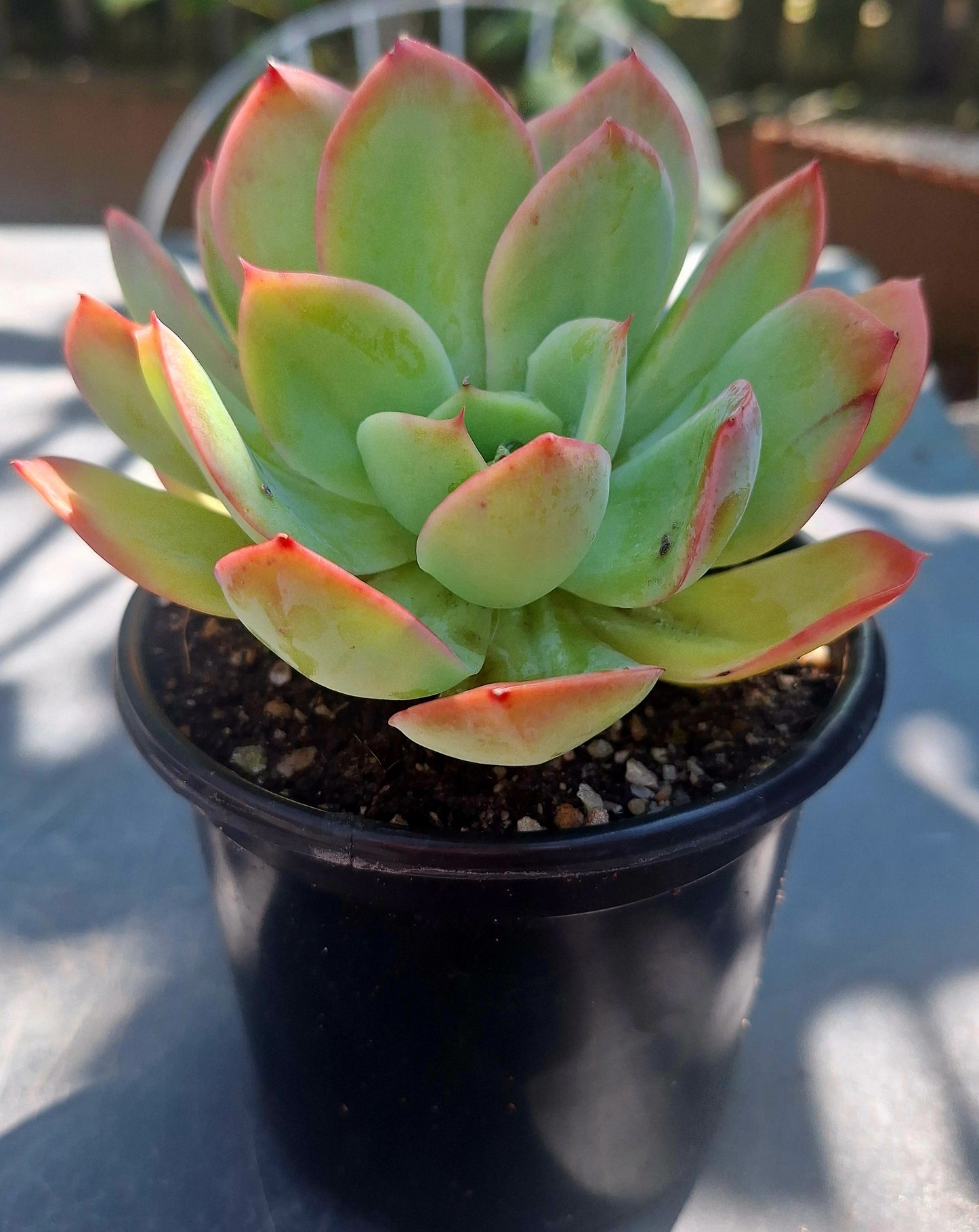 Echeveria Luella | Rare