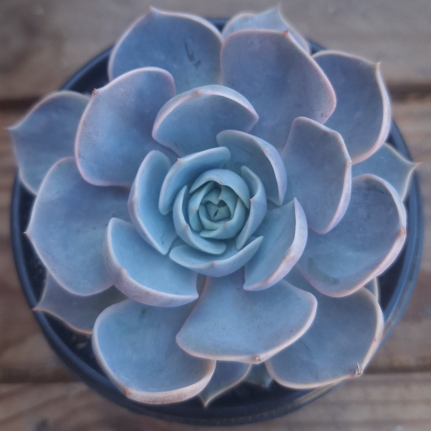 Echeveria Morning Beauty