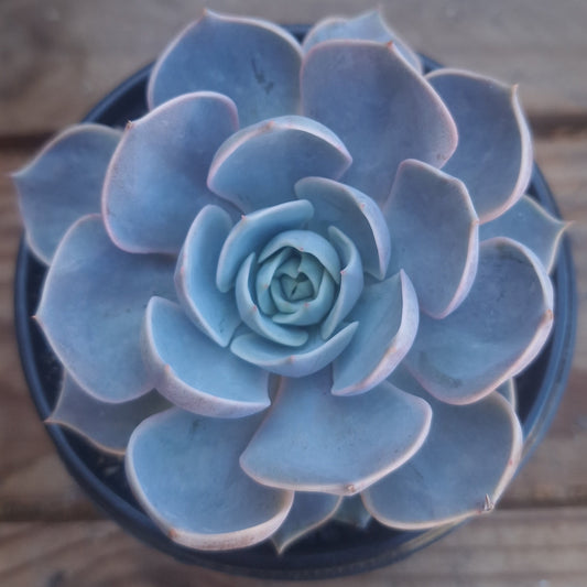 Echeveria Morning Beauty