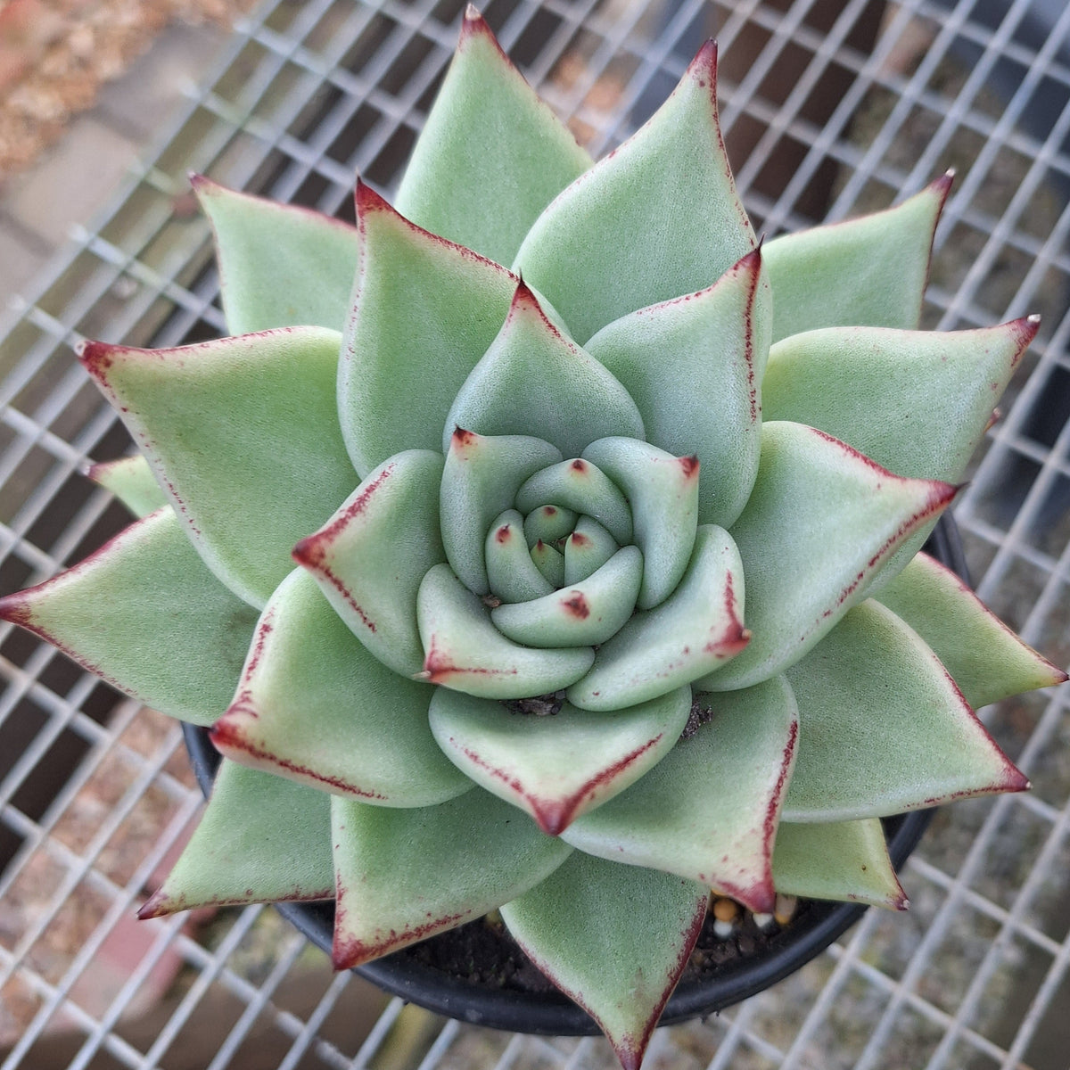Echeveria Agavoides White Wax