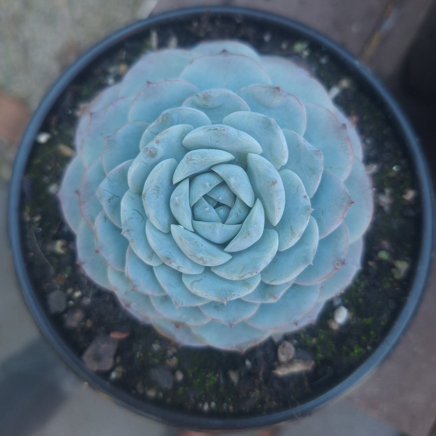 Echeveria True Love