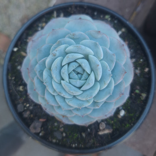 Echeveria True Love