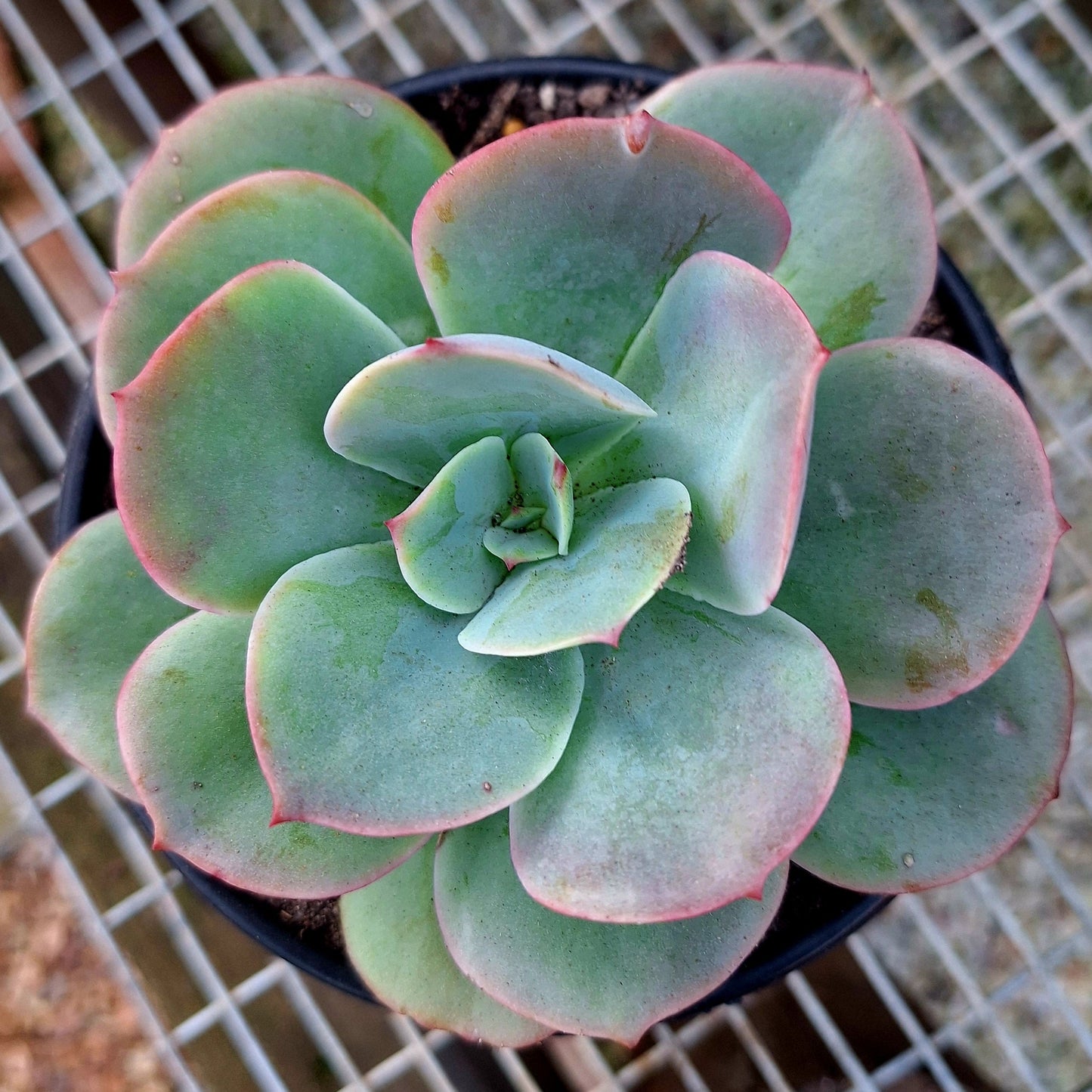Echeveria Cross Blue