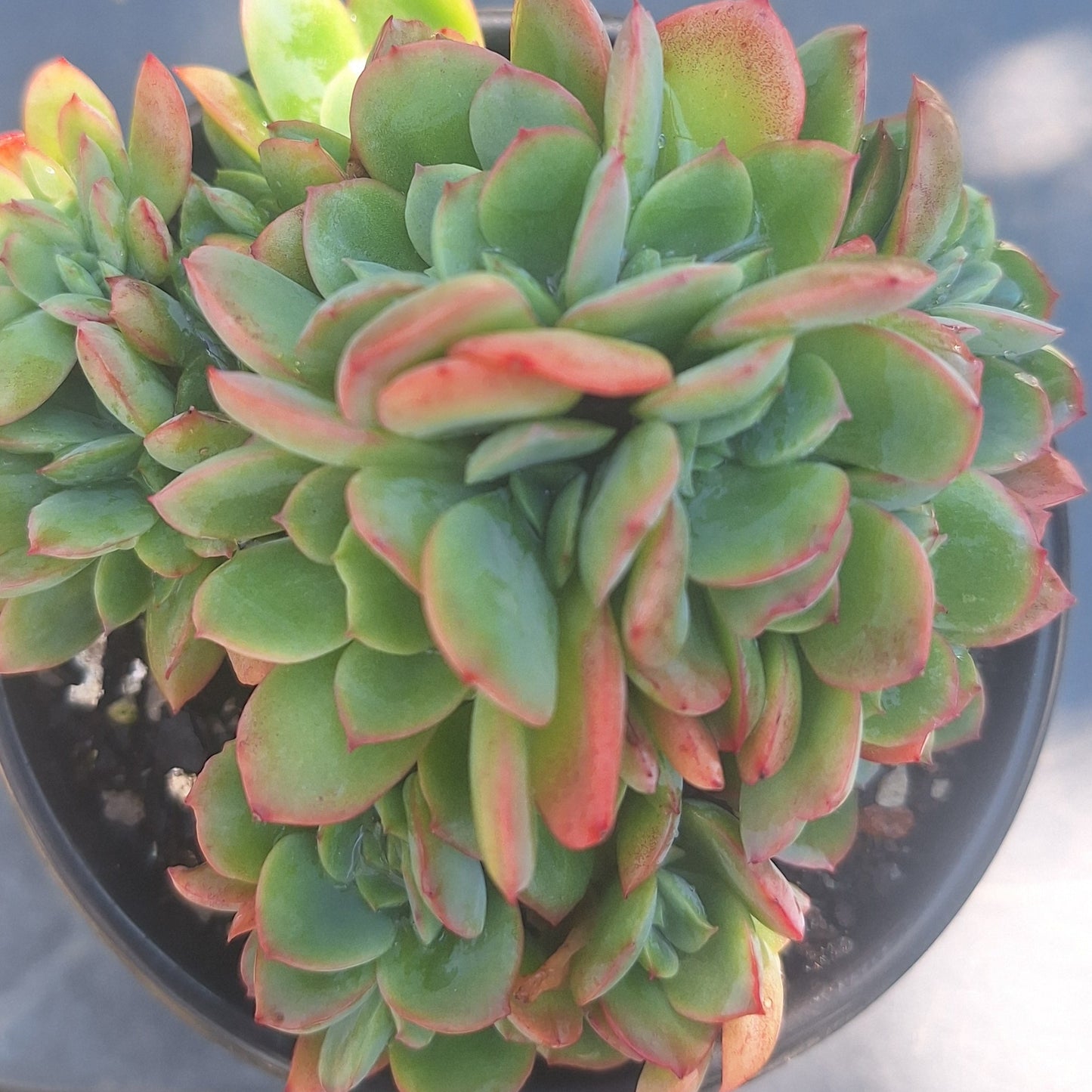 Echeveria Luella Cristata