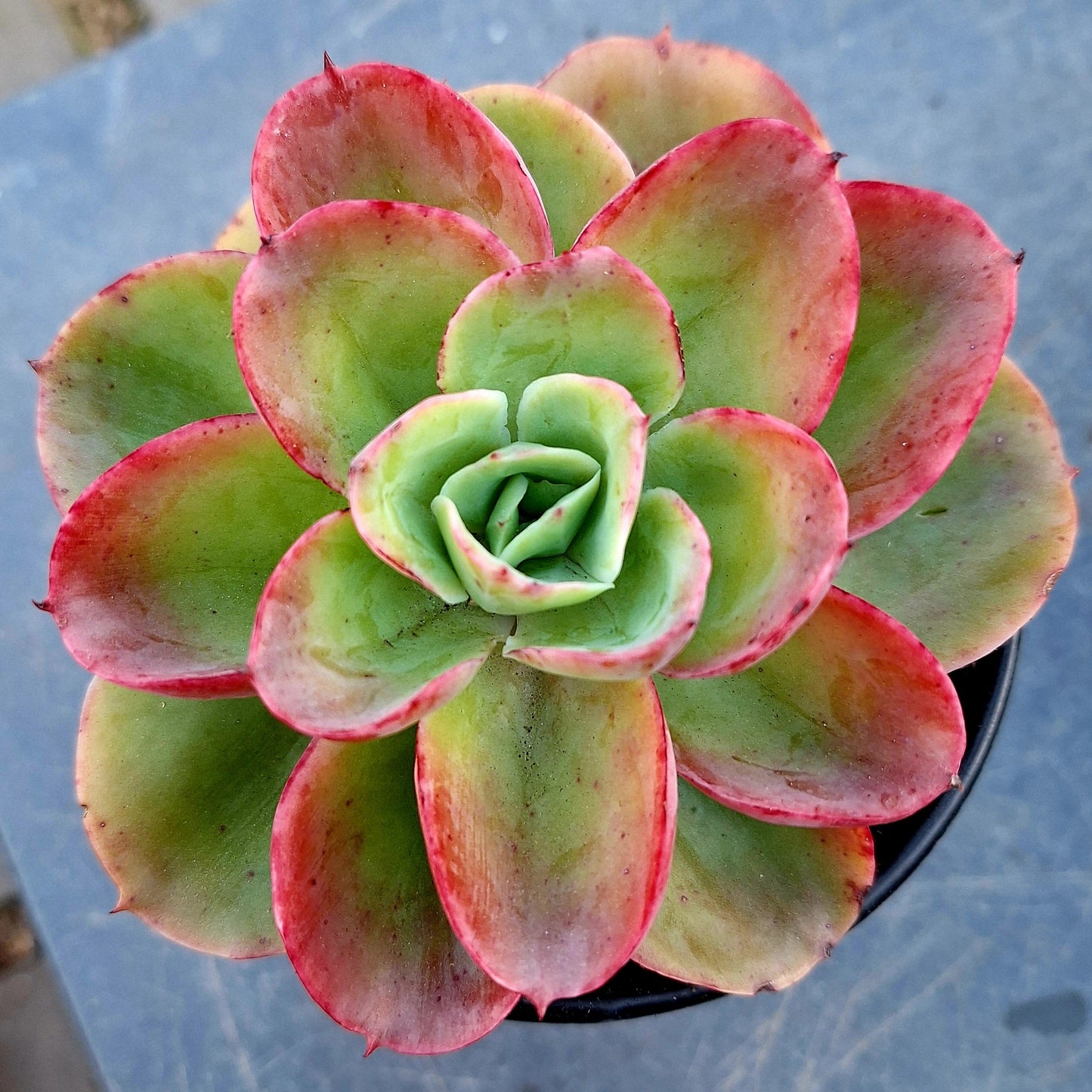 Echeveria Polisida