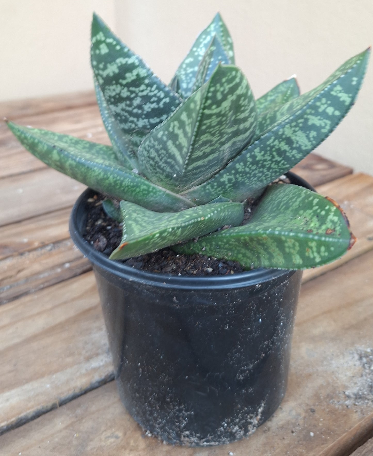 Gasteria Rosava