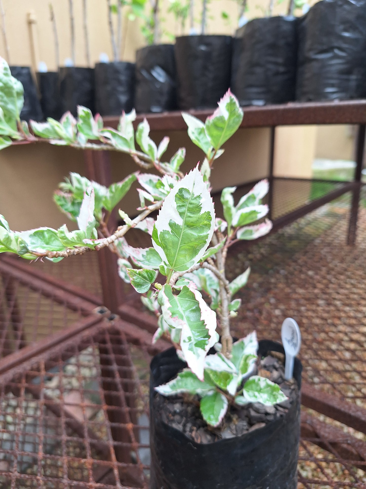 Hibiscus Snow Queen