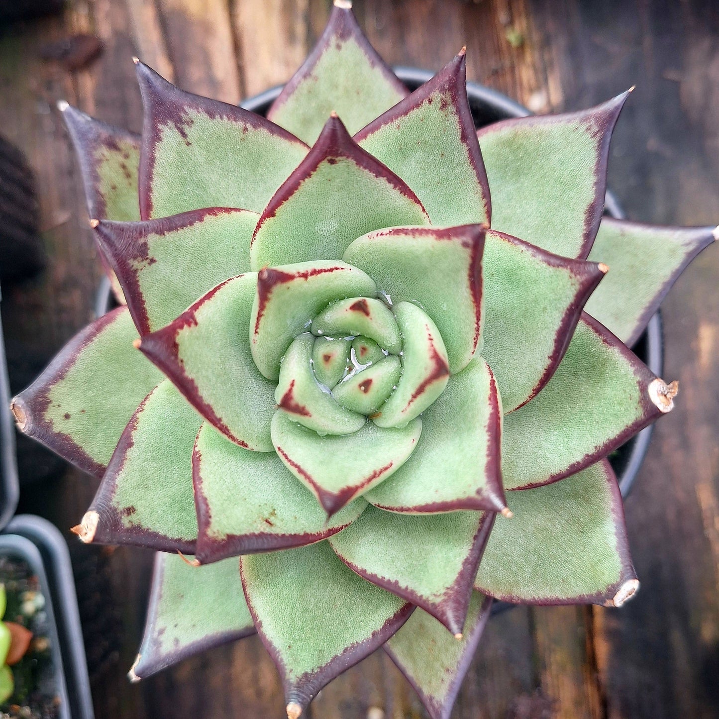 Echeveria Agavoides Ebony