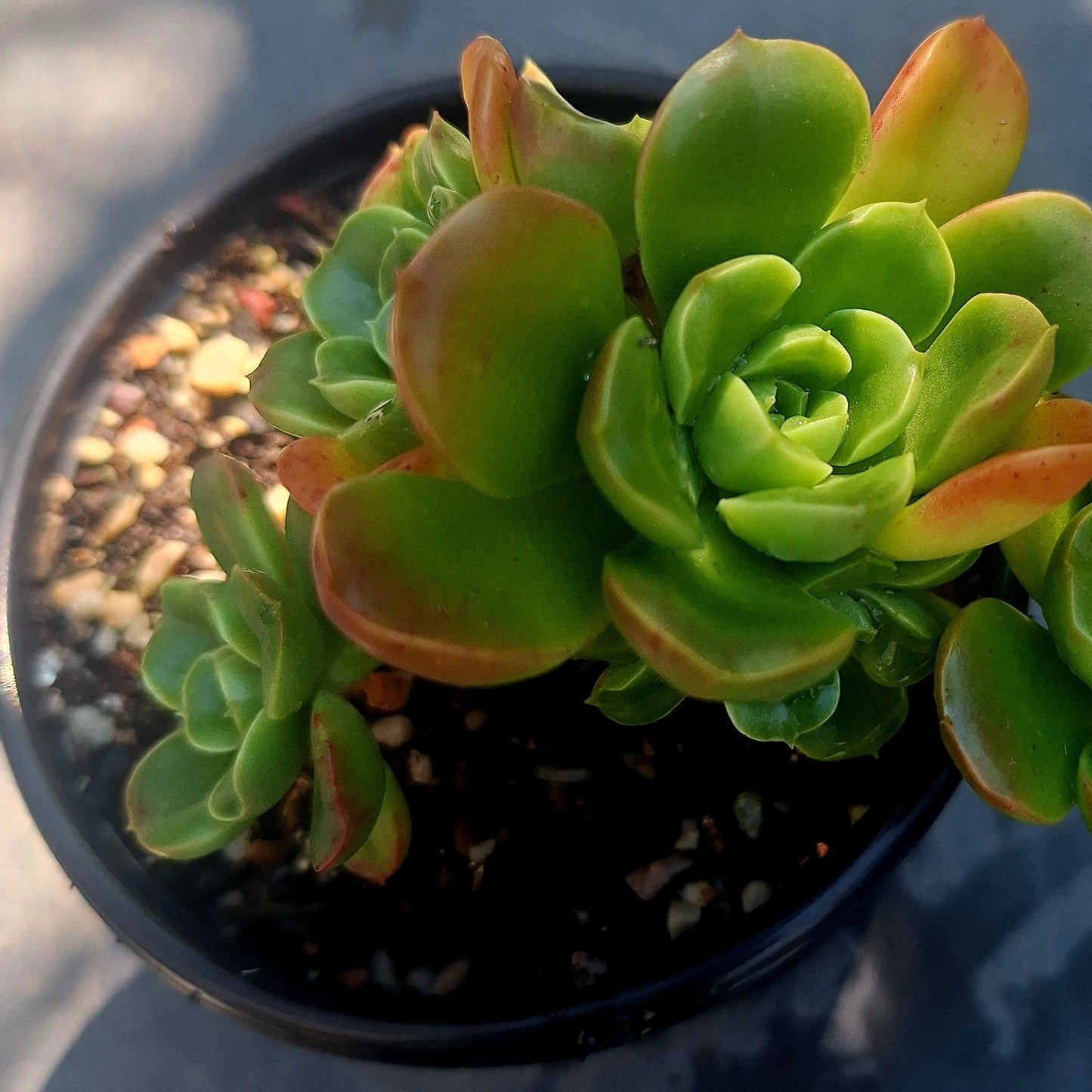 Echeveria Veridisima Cluster