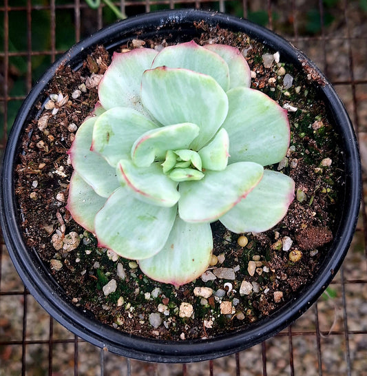Mocha Variegated