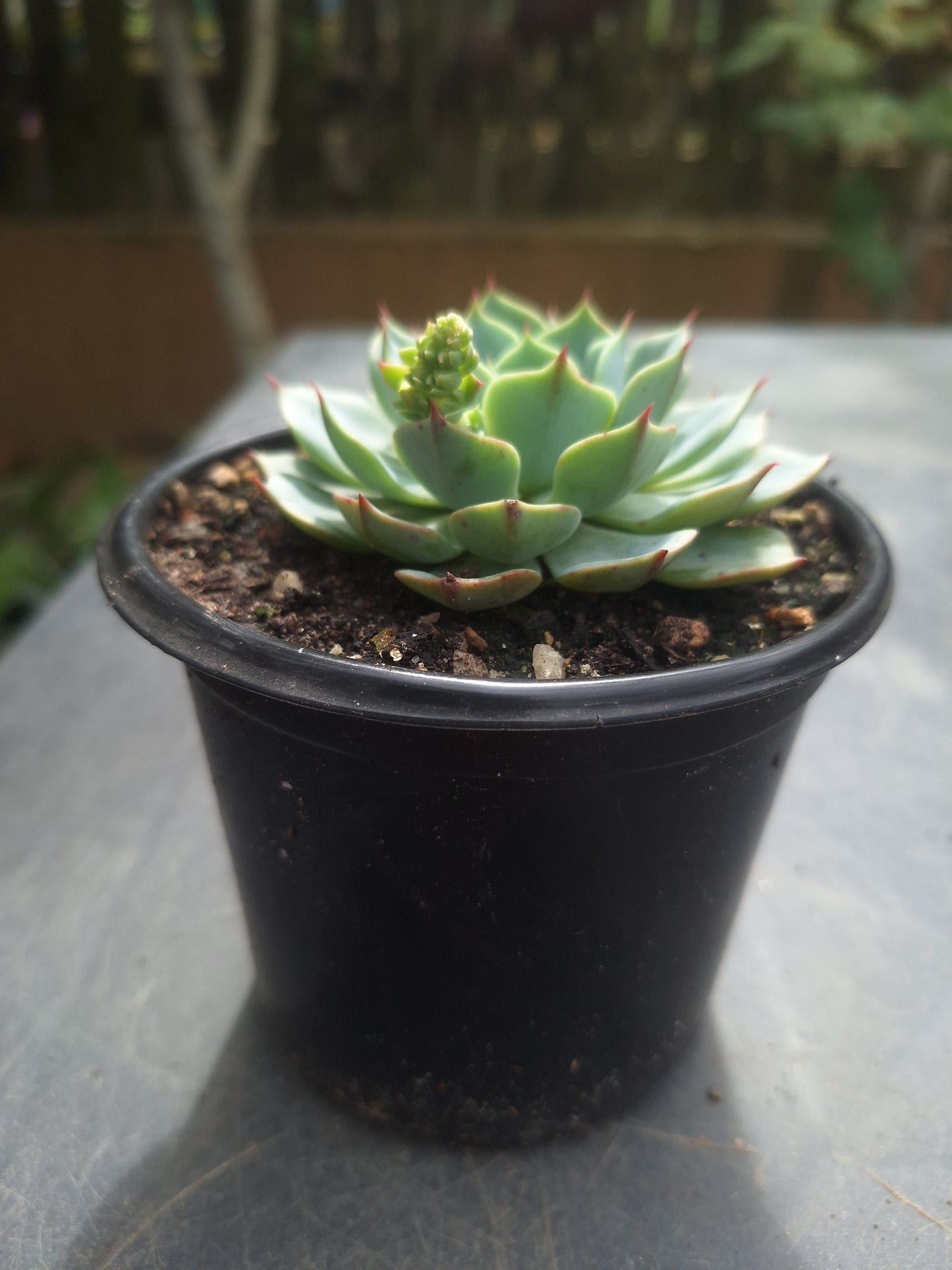 Echeveria Canadian