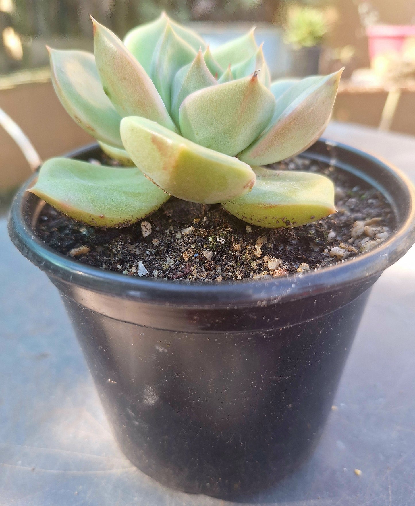 Echeveria NID 1
