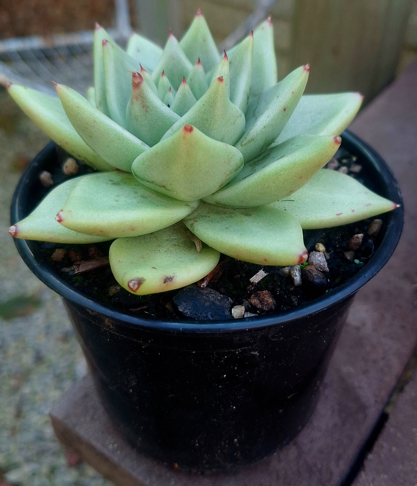 Echeveria Agavoides Green hybrid