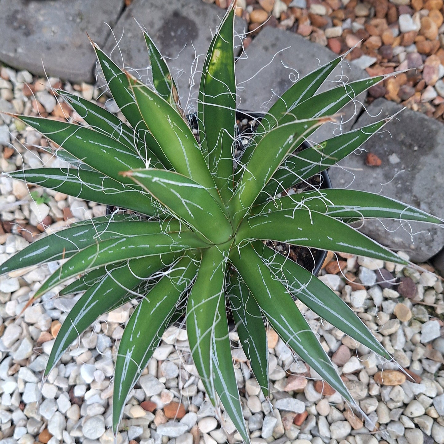 Agave Filifera