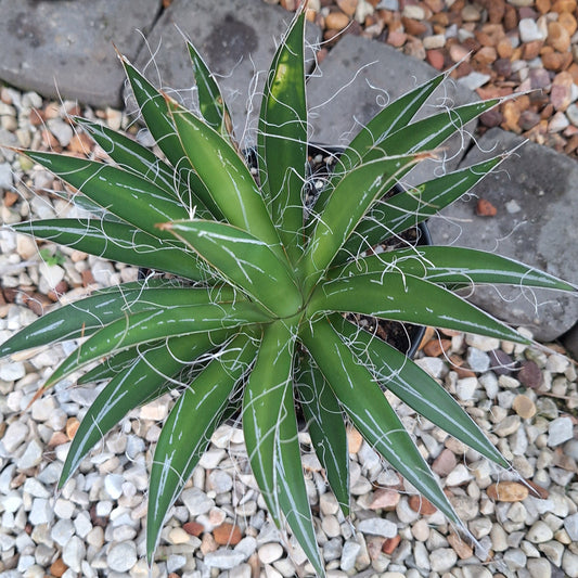 Agave Filifera