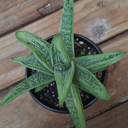 Gasteria Little Warty