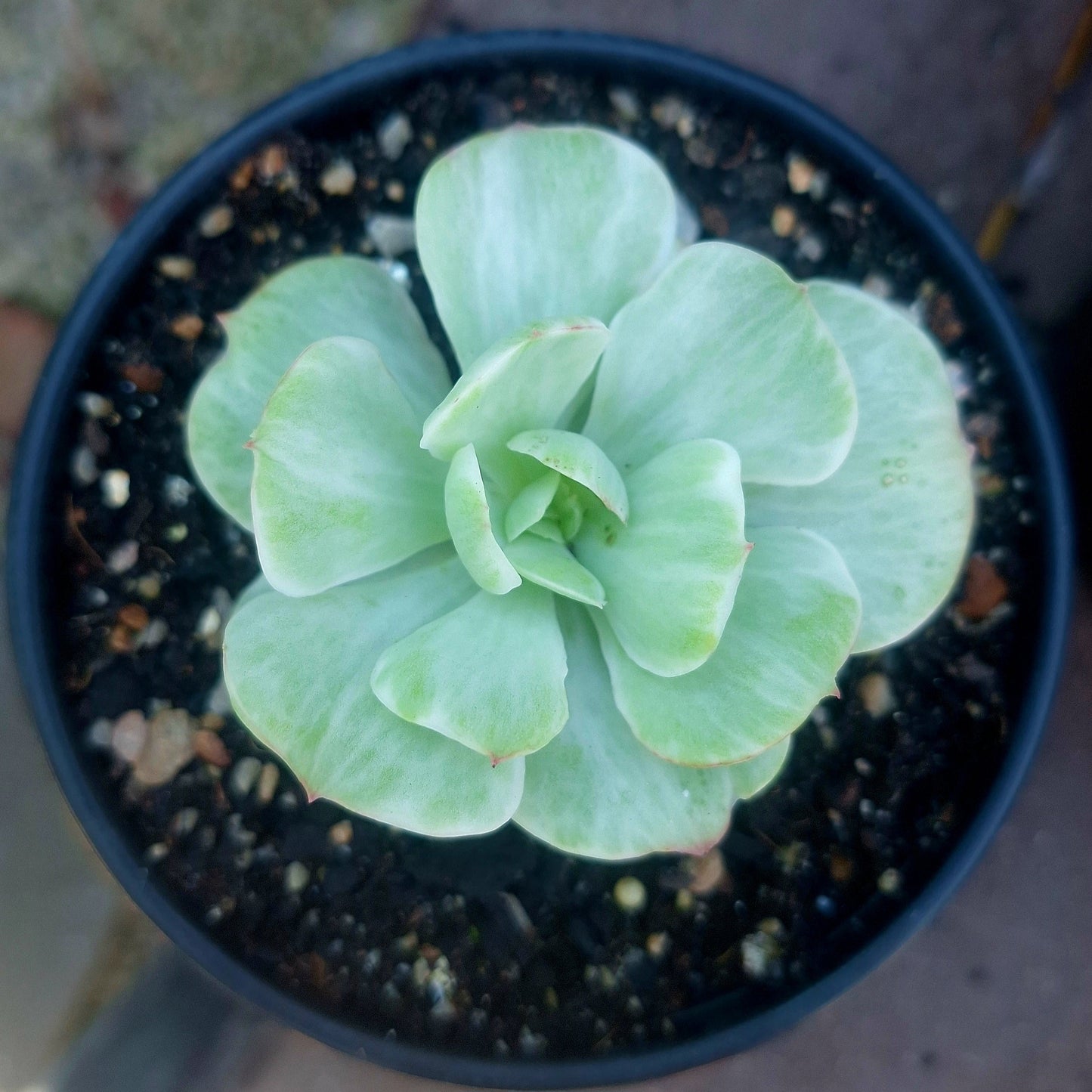 Echeveria Mocha Variegated Collector