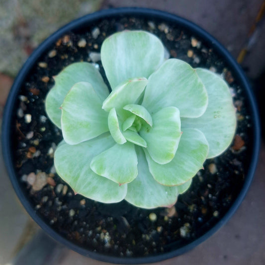 Echeveria Mocha Variegated Collector
