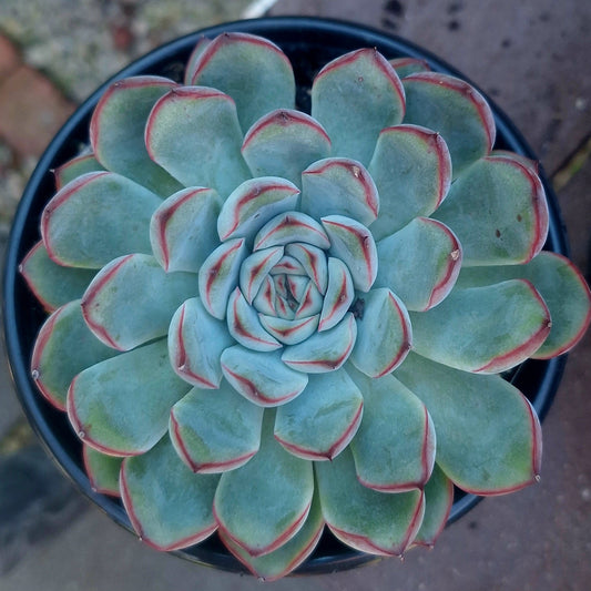 Echeveria Ling Yin x Lotus