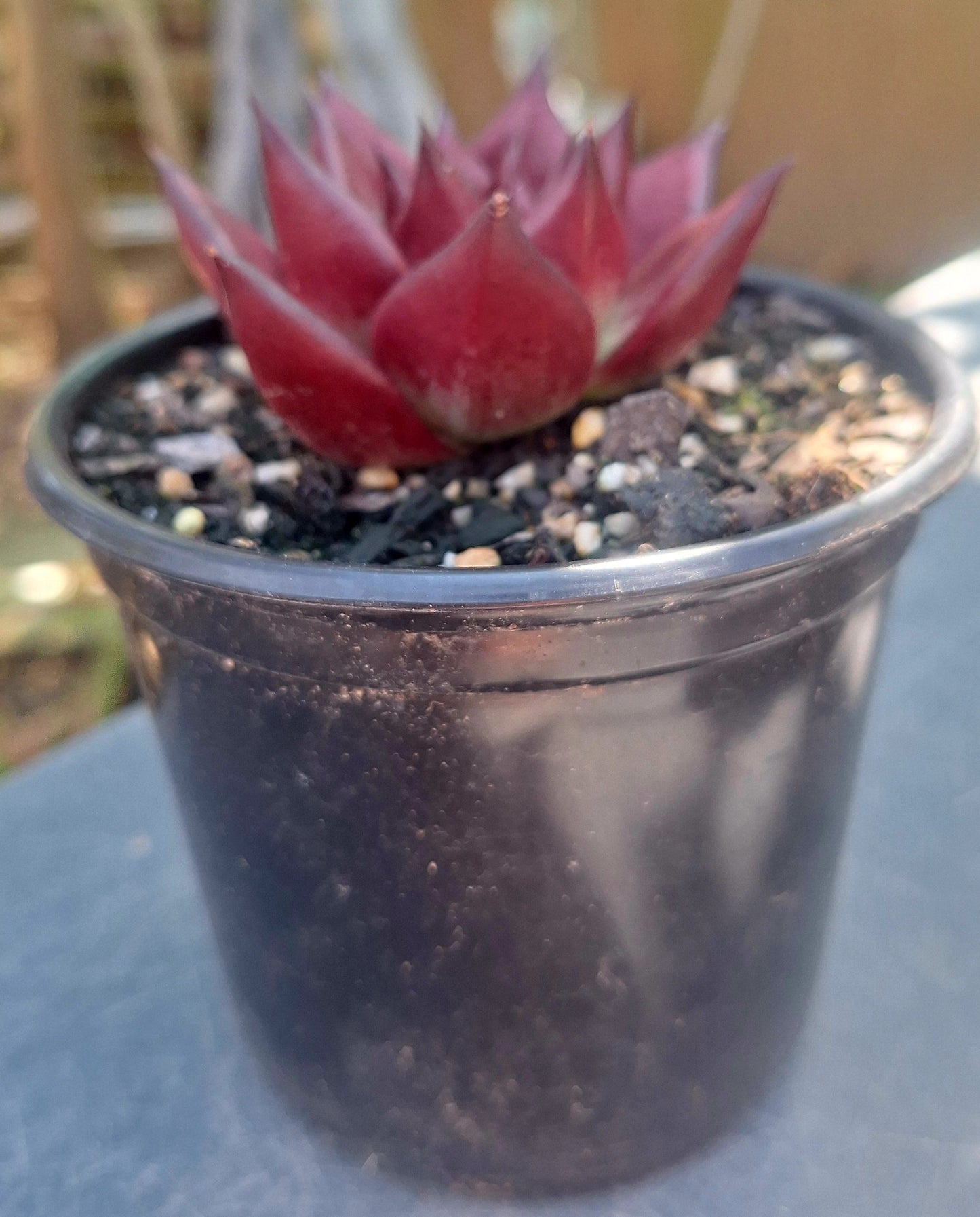 Echeveria Agavoides Romeo Rubin