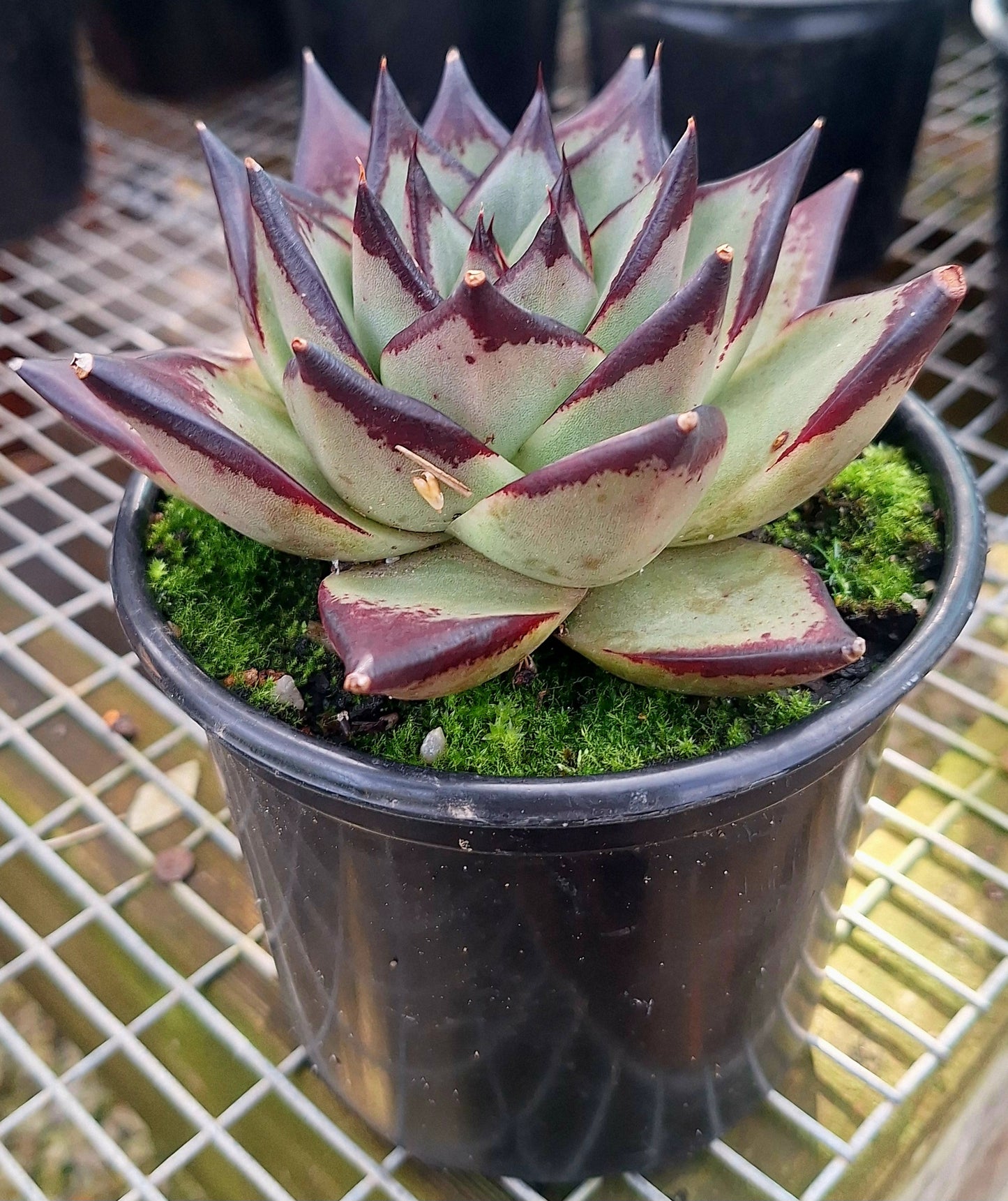 Echeveria Agavoides Ebony Black Juice Rare