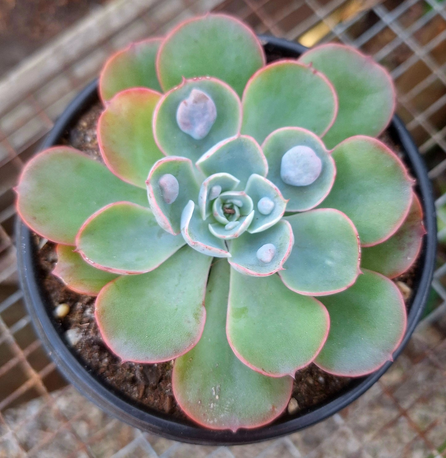 Echeveria Raindrops