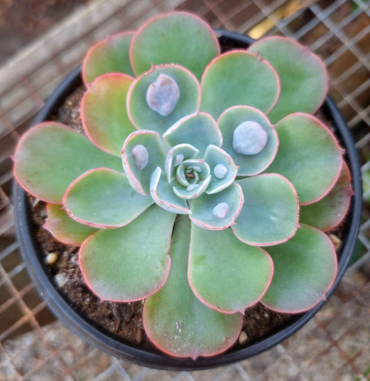 Echeveria Raindrops