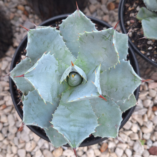 Agave Isthmensis