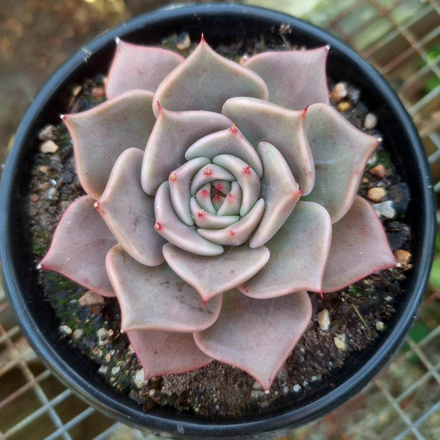 Echeveria Madiba