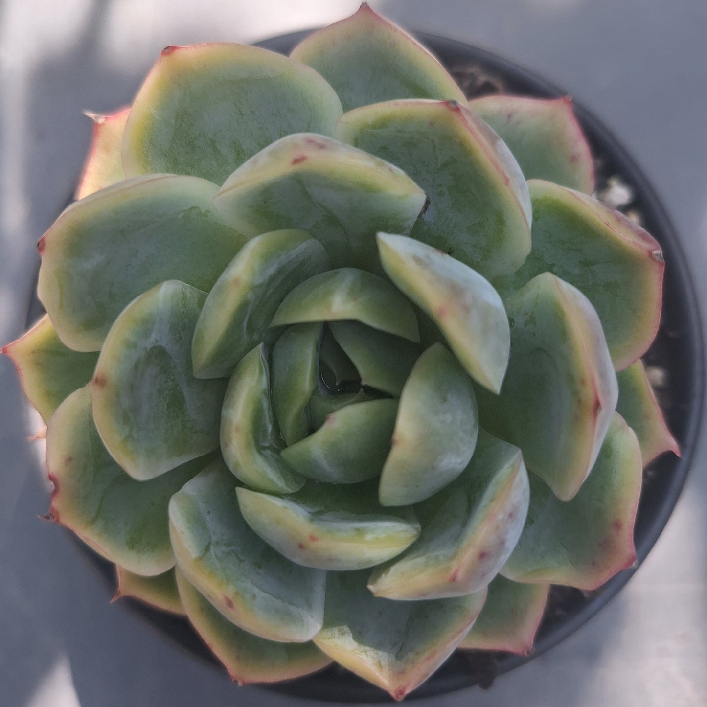 Echeveria Silhouette