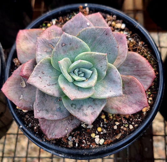 Silver Prince Var