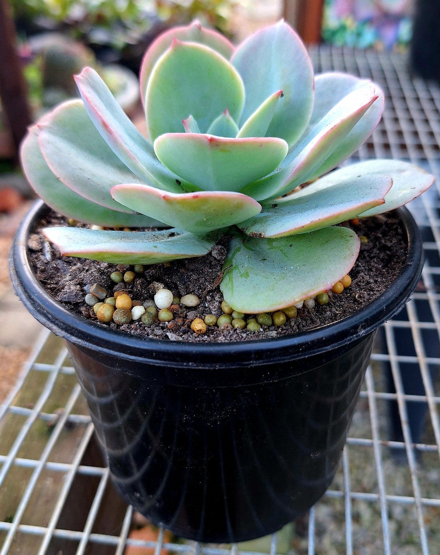 Echeveria Cross Blue