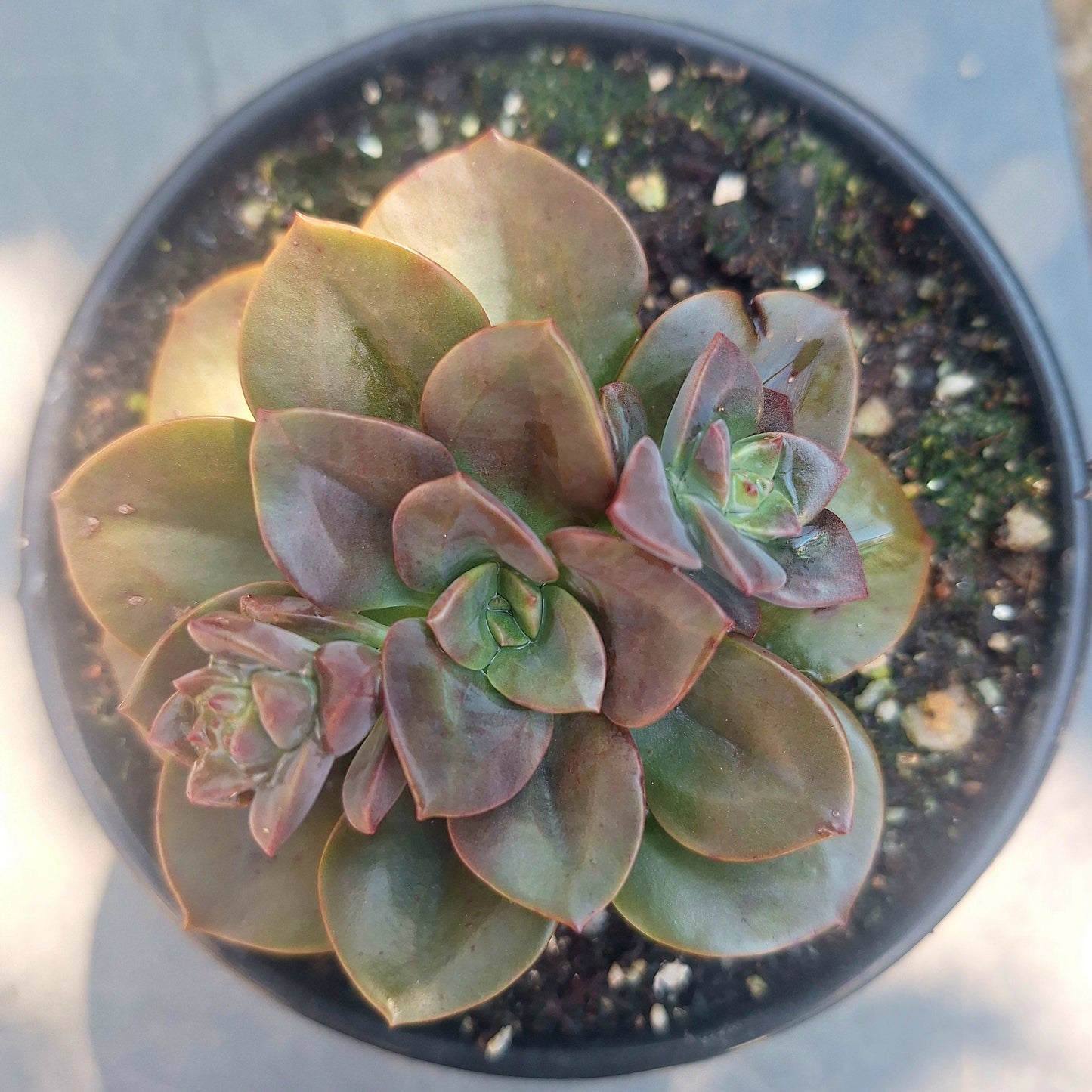 Echeveria Melaco