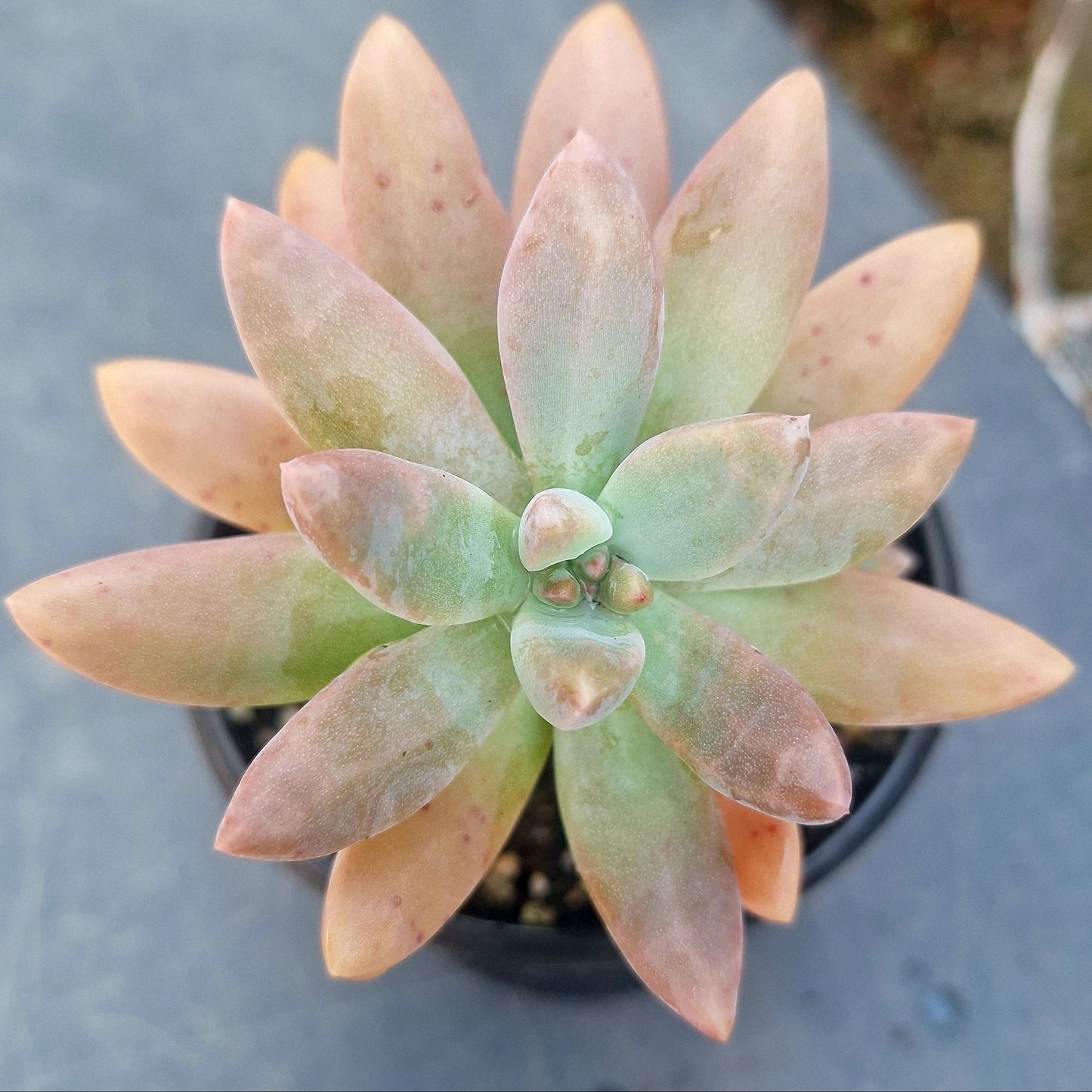 Graptoveria Darley Sunshine