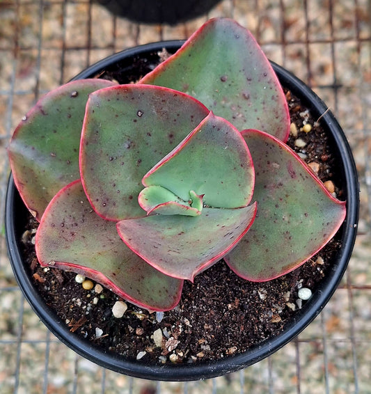 Korea Red