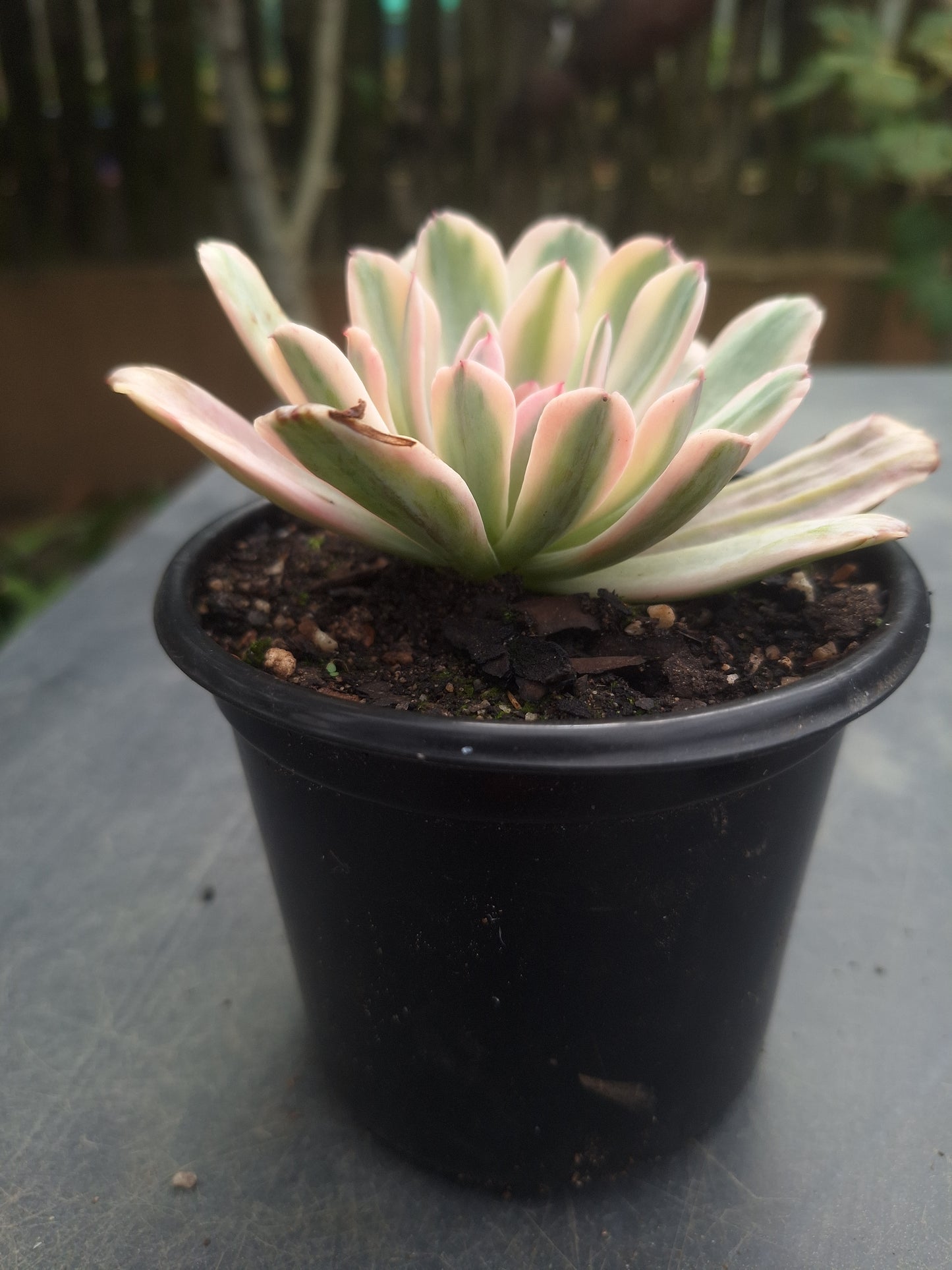 Echeveria Hoveyi Variegated | Rare Collectors