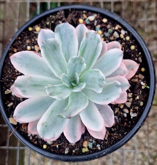 Hoveyi Variegated