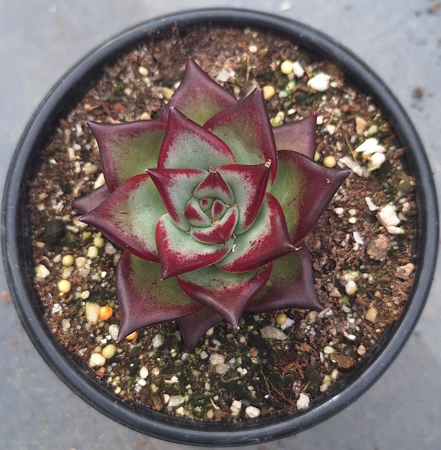 Agavoides Red Hybrid