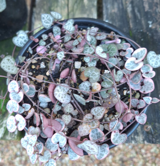 String of Hearts Variegated