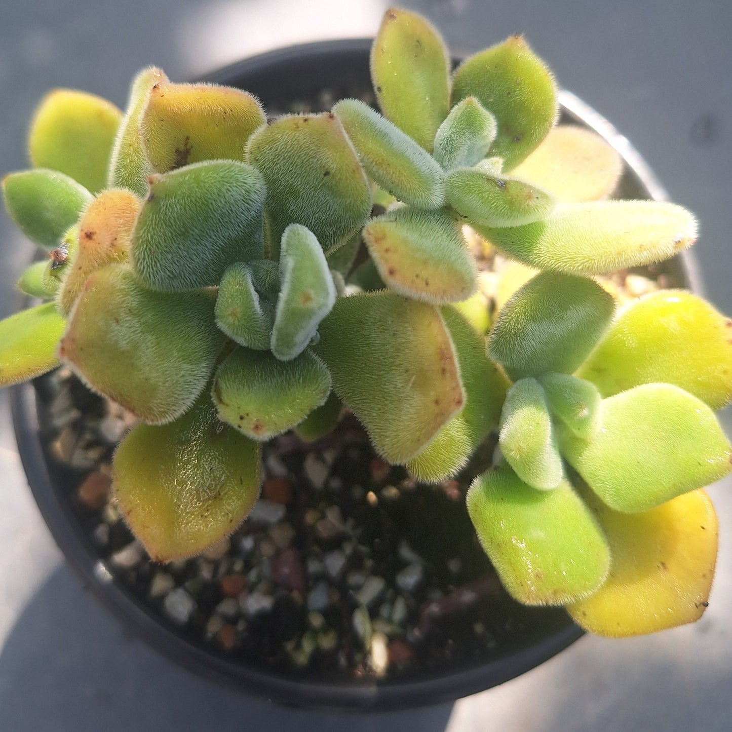 Echeveria Pulvinata Frosty