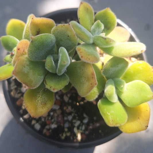 Echeveria Pulvinata Frosty