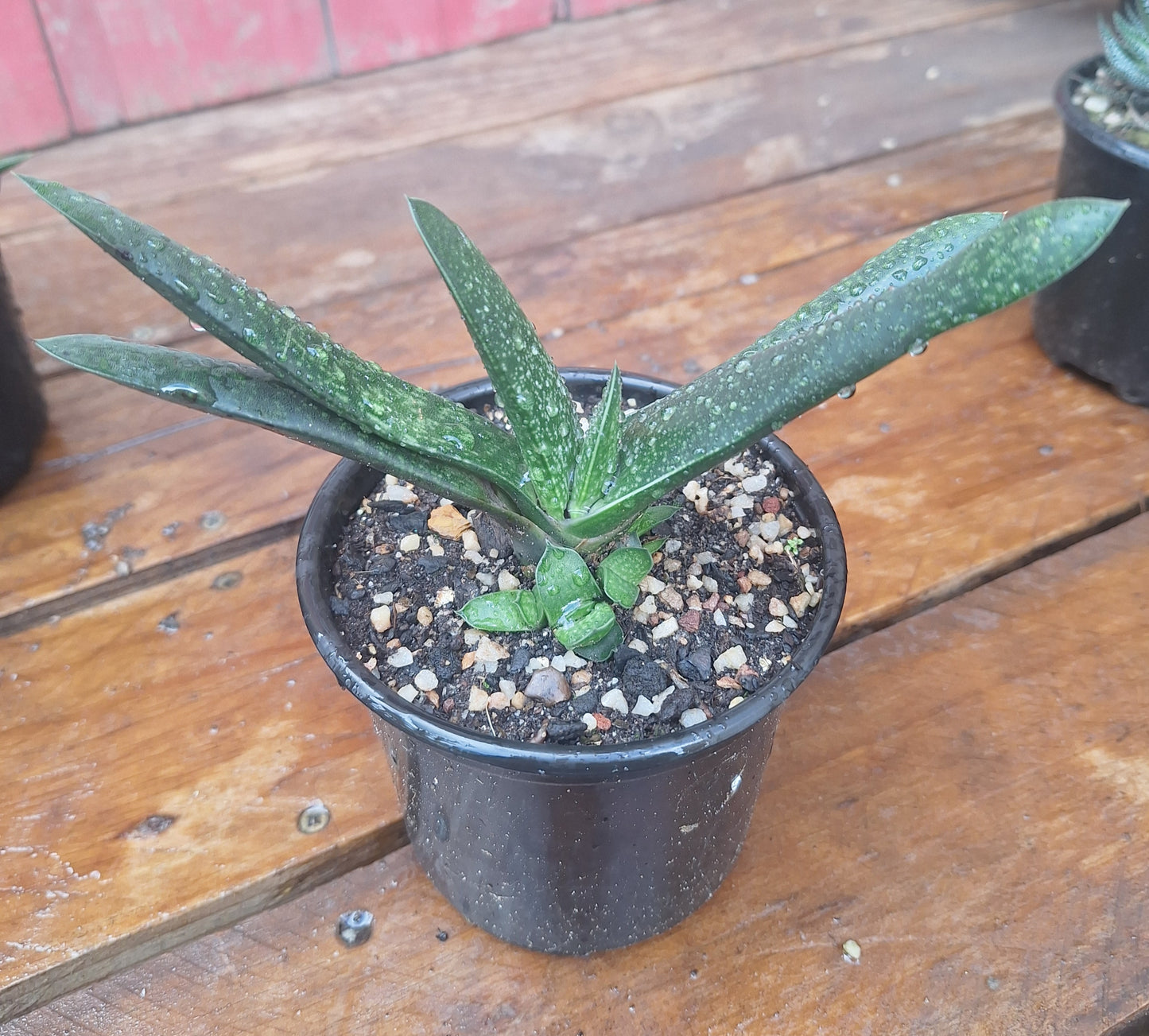 Gasteria Hybrid | Spotted Tongue Succulent