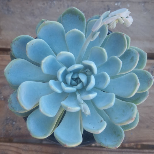 Echeveria Arctic Ice