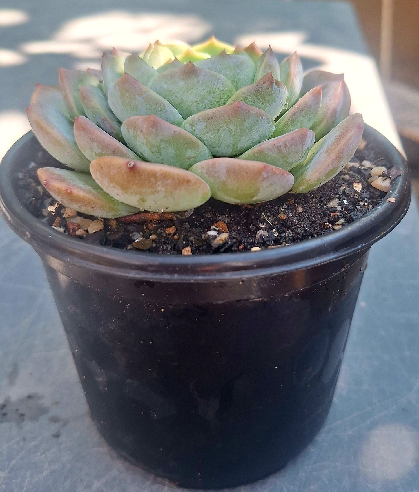 Echeveria Red Monroe